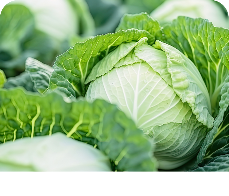 協力産地・カット野菜工場販売店舗の募集に関する