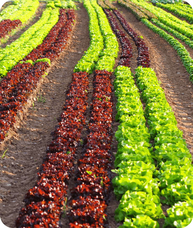 多様な調達ルートによる安定的な仕入を可能に