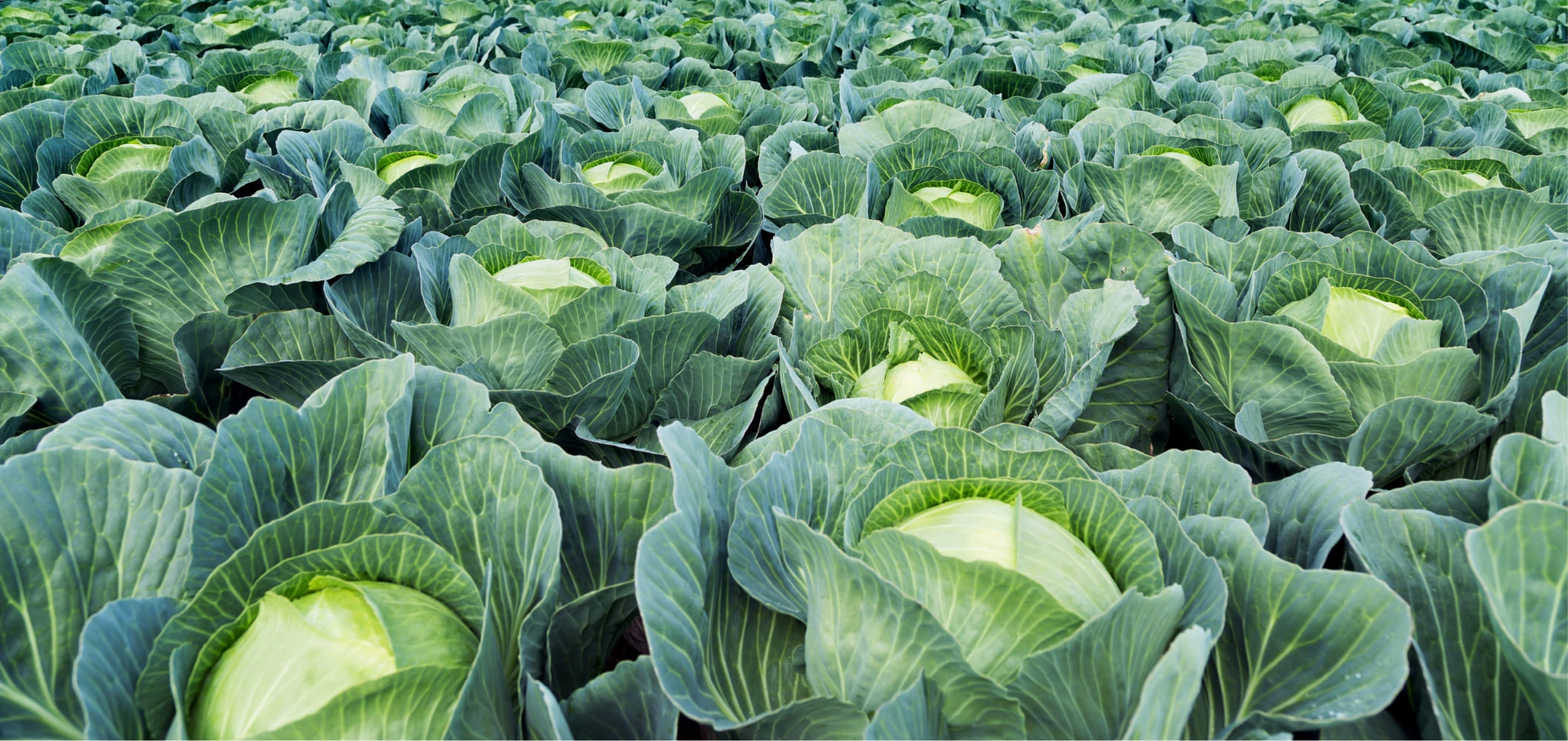 持続可能な農業のためにGAP認証野菜の契約推進