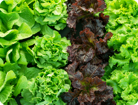 GLOBAL G.A.P、JGAP認証の青果原料