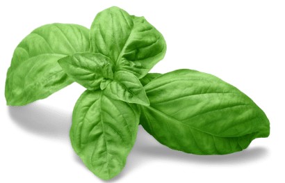 バジル