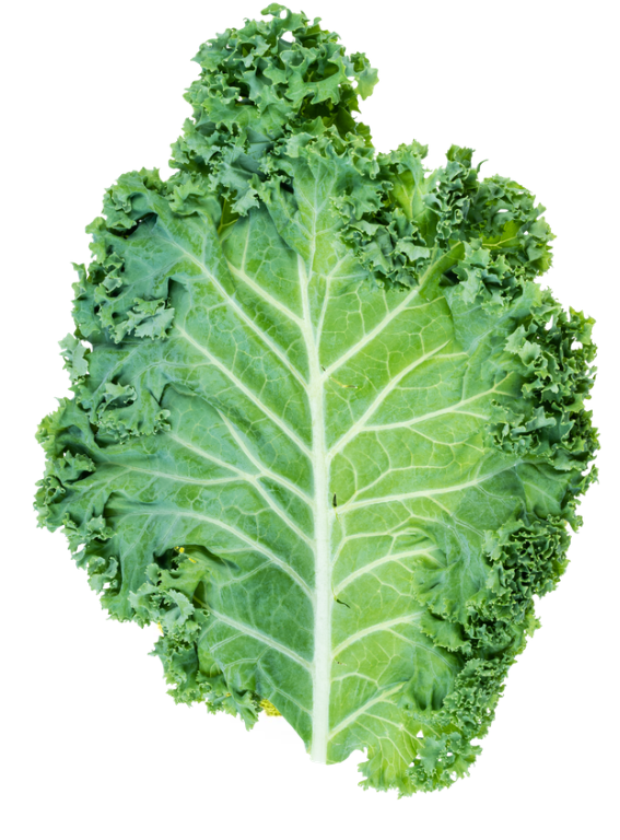 使用した野菜の特徴