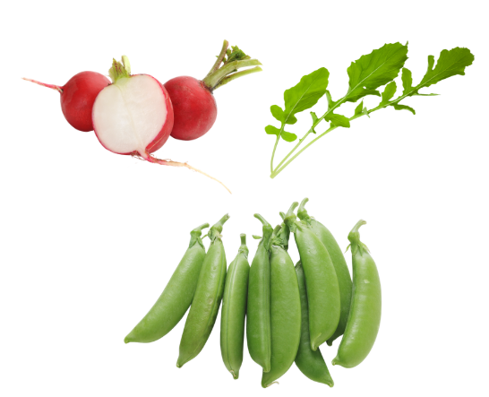 使用した野菜の特徴