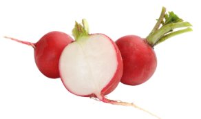 ラディッシュ